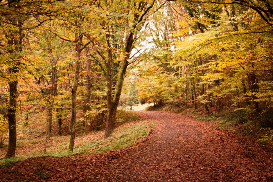 Person walking on an autumn path, representing comfortable steps after adult flatfoot treatment